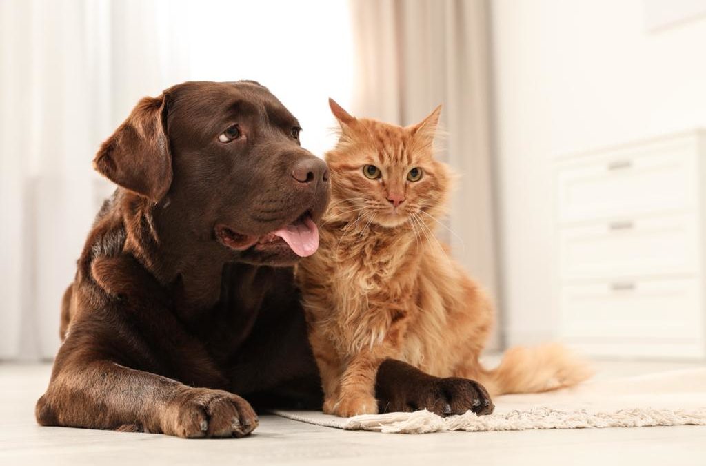 Tackling quarantines while travelling with your pets