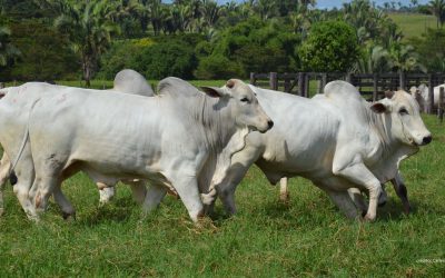 Saúde animal, Clima e COP30:  Sindan e Health for Animals juntos por  uma cadeia de proteínas mais sustentável