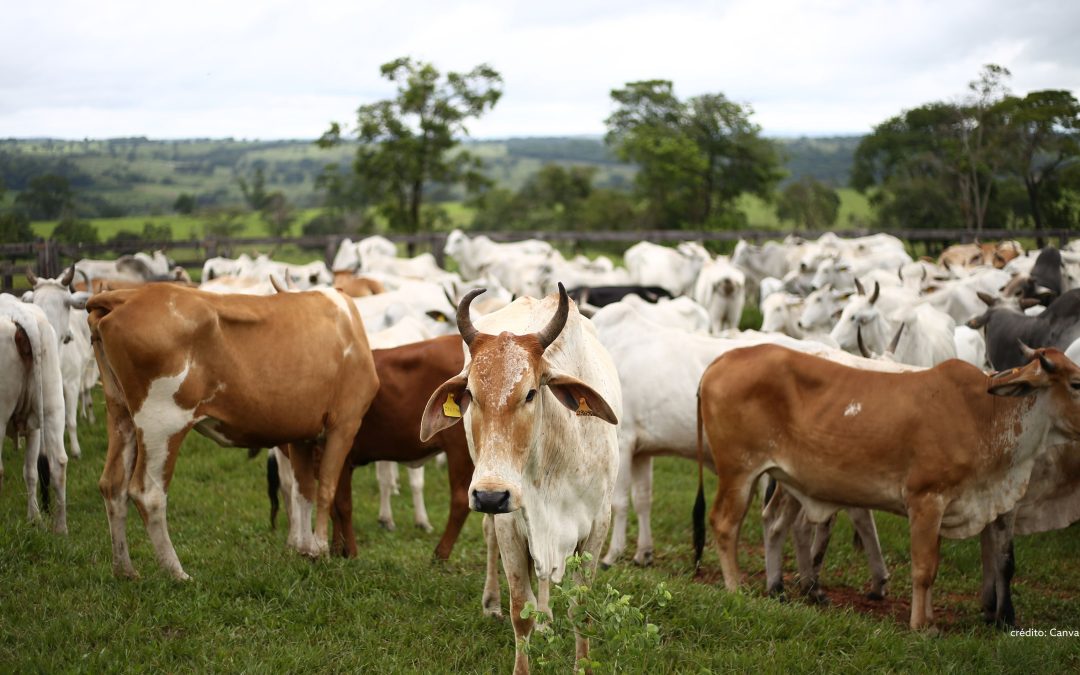 Saúde animal lidera movimento por sustentabilidade e tecnologia na cadeia produtiva de proteína animal rumo à COP30