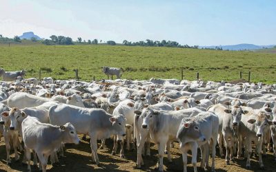 COP30 reforça papel estratégico da saúde animal para a pecuária sustentável