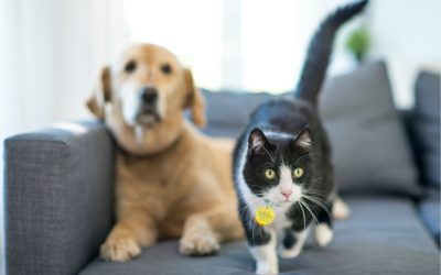 Expectativa positiva para 2026: um novo ciclo de avanços para o setor