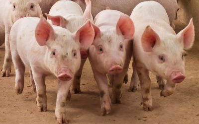 Mercado de saúde animal cresce 7,9% em 2025, alcançando 12,8 bilhões