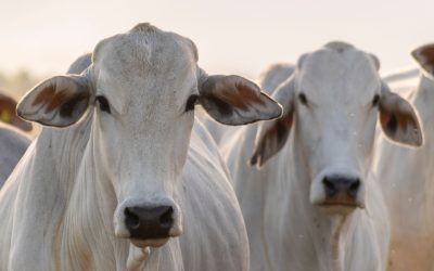 Sanidade animal representa menos de 0,4% do preço do boi gordo