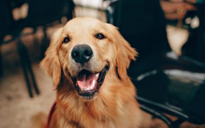 A prevenção no centro da nova medicina veterinária