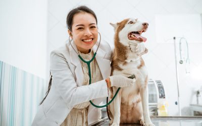 Sindan e CFMV avançam nas discussões sobre prescrição veterinária