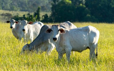 Sindan e ABBEA firmam parceria para fortalecer ações de bem-estar animal